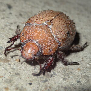 Anoplognathus velutinus