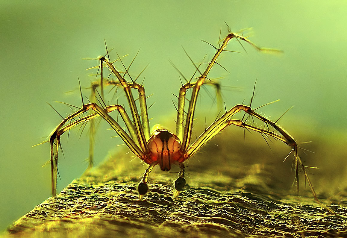 Foto de Formas da Natureza