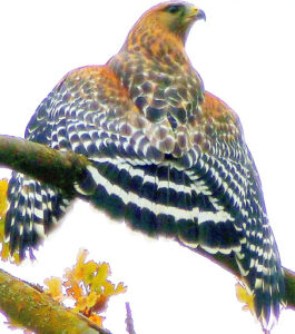 Buteo lineatus