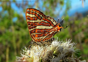 Cigaritis vulcanus