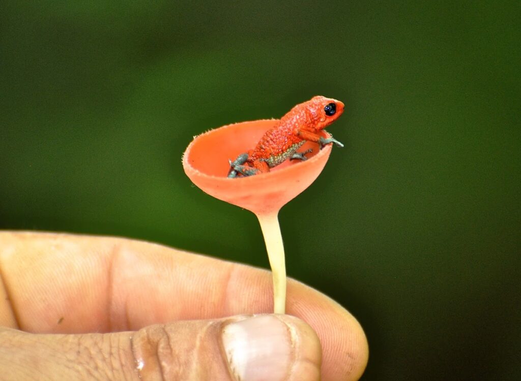 Granular-Poison-Dart-Frog