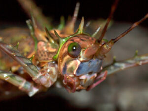 Katydid