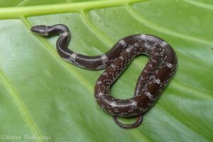 Lycodon striatus