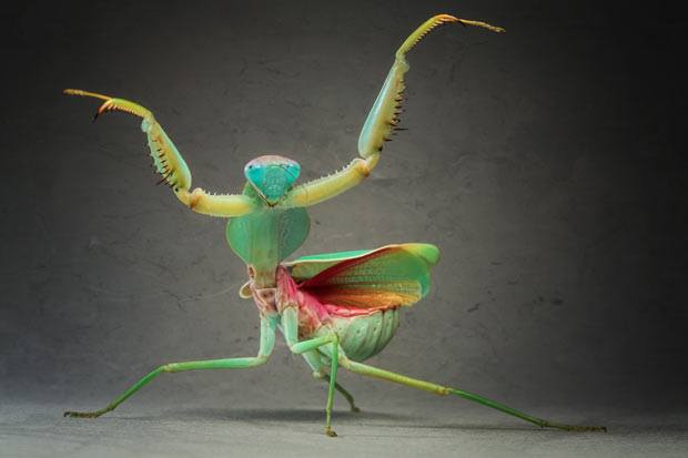 Foto de 18 Insetos bem esquisitos que provavelmente você nunca viu