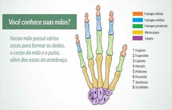 Foto de Ossos da mão – Anatomia: nome, fotos e vídeo