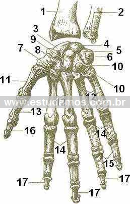 carpo, metacaro, dedos