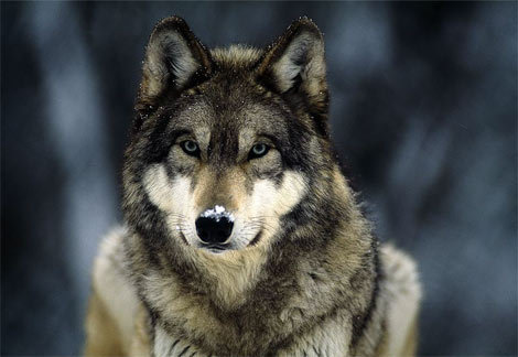 Foto de Como os Lobos mudam os rios