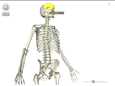 Foto de Atlas de Anatomia Humana – Sistema Esquelético