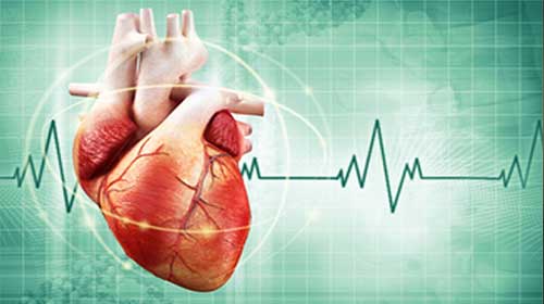 Foto de Fisiologia do Sistema Cardiovascular – Circulação