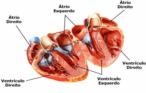 Foto de O Coração: Anatomia e fisiologia