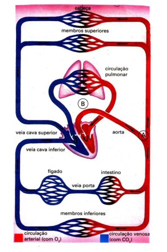 circulacao