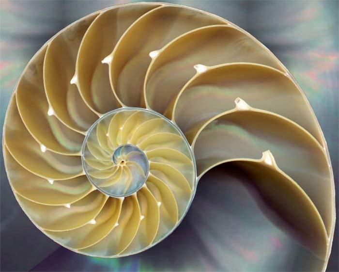 Foto de A sequência de Fibonacci na natureza