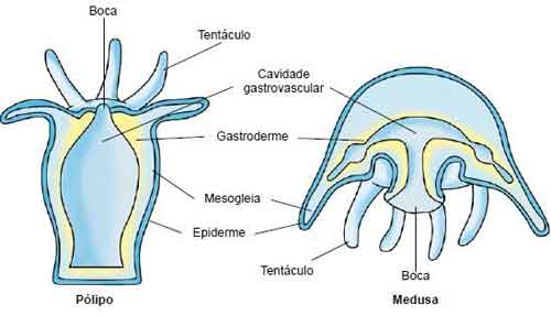 Fisiologia e anatomia