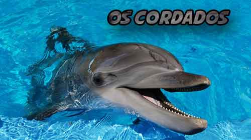 Foto de Filo dos Cordados – Resumo, características, classificação