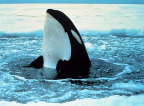 Foto de Orca, baleia assassina ou golfinho