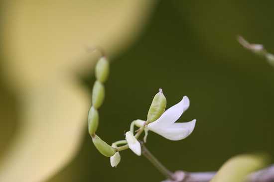 Reino Plantae: resumo, características, classificação dos vegetais