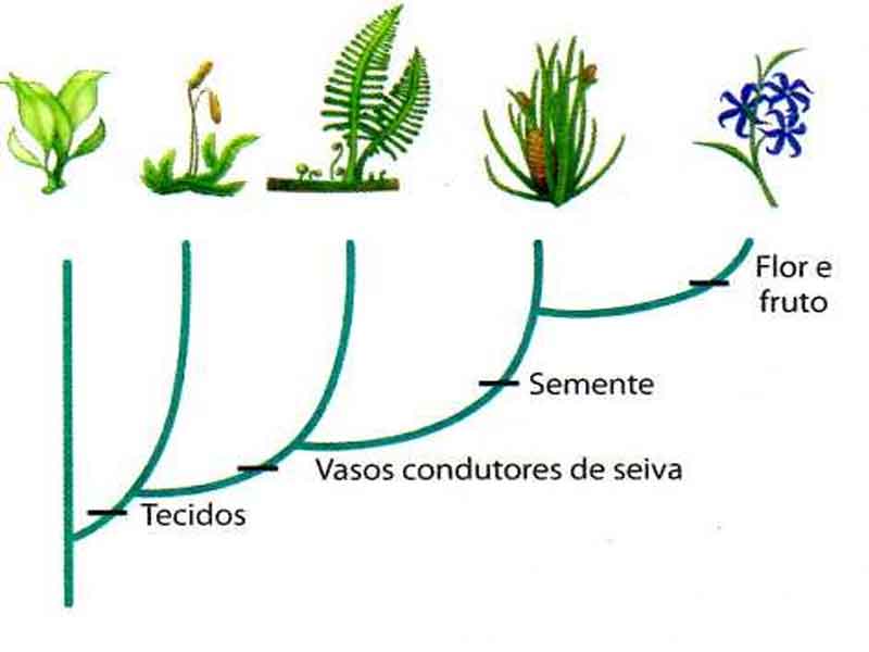 Evolução classificação plantas - Reino Plantae: resumo, características, classificação dos vegetais