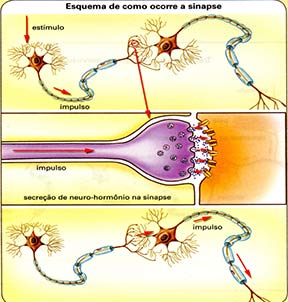 Sistema Nervoso Resumo