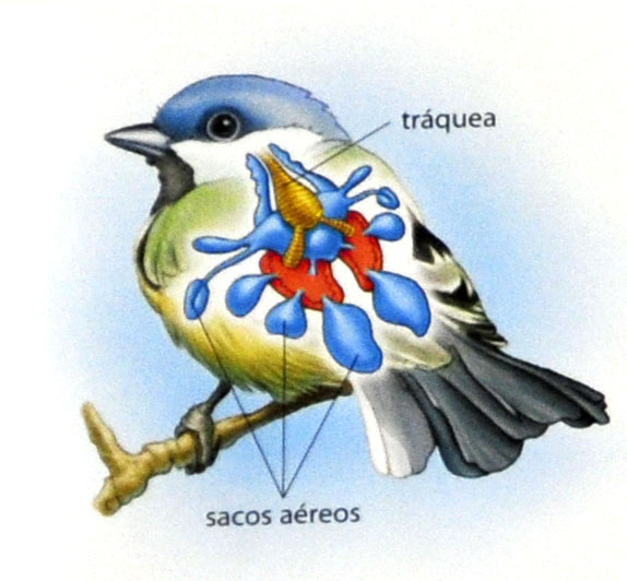 Adaptações ao voo das aves