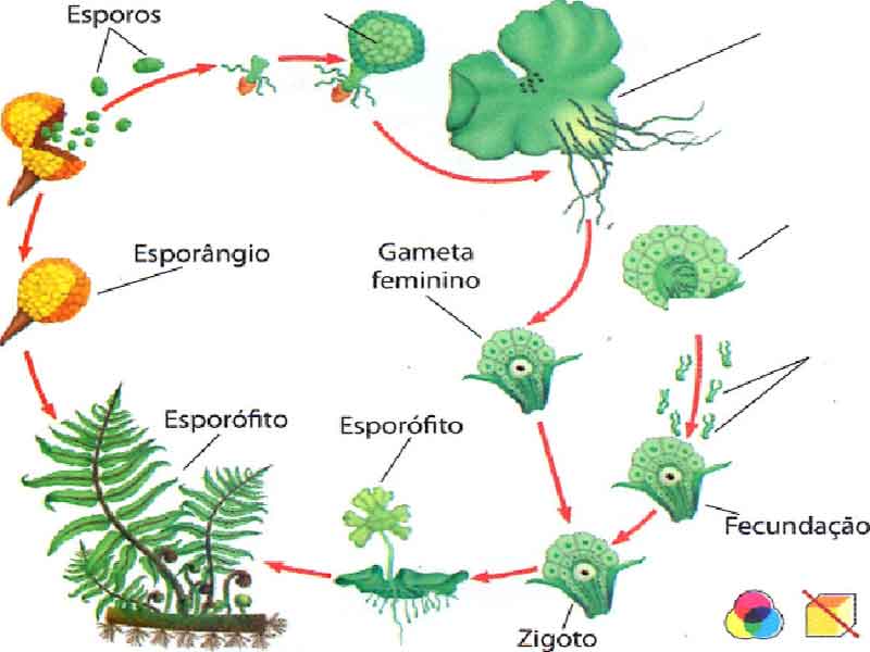 Plantas sem sementes - Reino Plantae