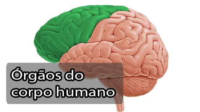 Foto de Os principais órgãos do corpo humano