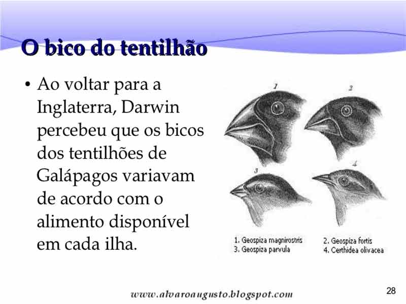 Tentilhos de galápagos