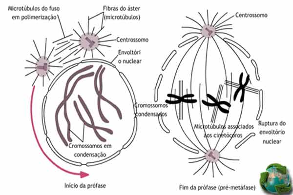 profase