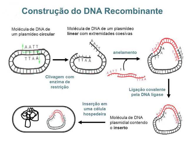 o que é biotecnologia