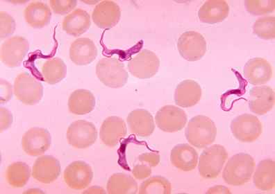 Foto de Principais doenças causadas por protozoários