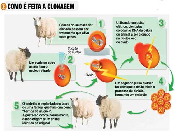 como-é-feita-a-clonagem