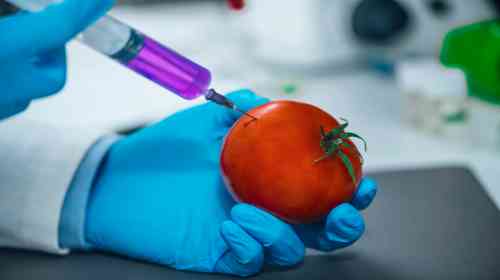 Foto de Alimentos transgênicos: o que são, características, exemplos
