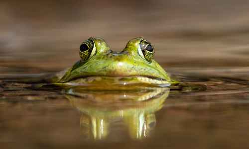Foto de Características dos Anfíbios – Resumo