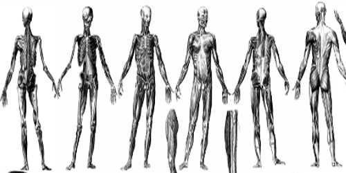 Foto de Sistema locomotor humano: função, anatomia, resumo