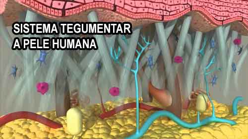 Foto de Sistema Tegumentar – A pele humana e seus anexos
