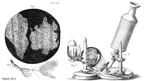 Foto de Teoria Celular – A descoberta das células