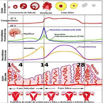 hormonios sexuaisfemininos