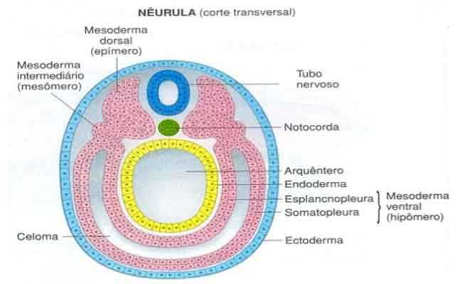 Neurula Organogênese e Morfogênese