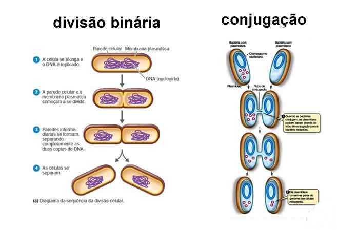 divisão binário conjugação bacteriana