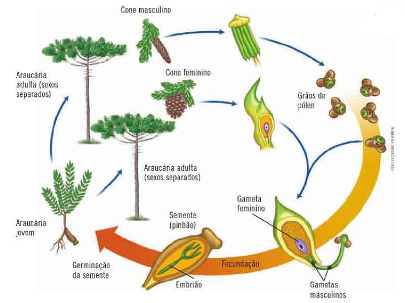 Gimnospermas - características, reprodução, exemplos - resumo