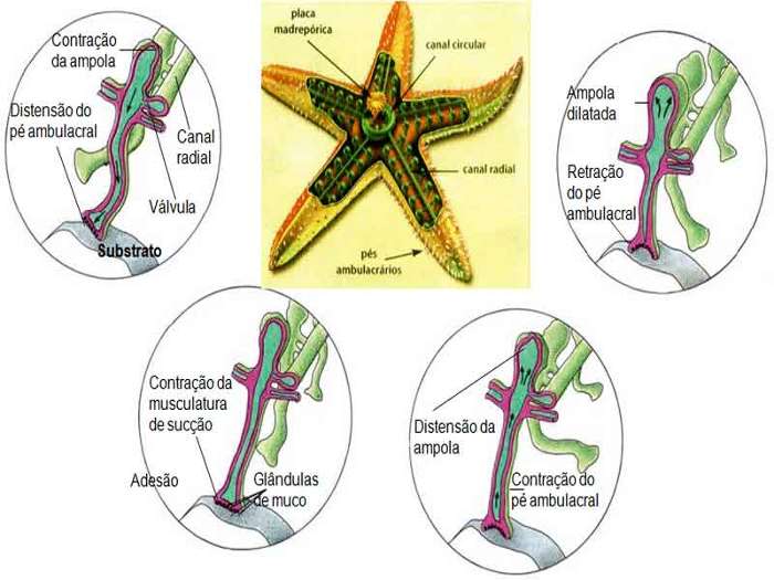 echinodermata