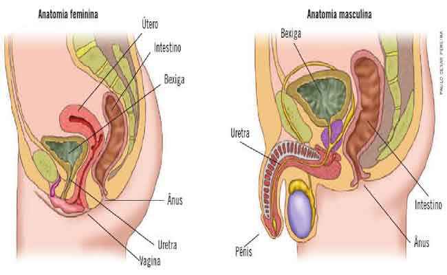 istema-excretor-feminino-e-masculino-comparação
