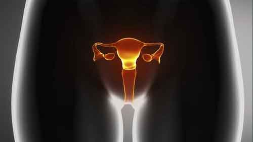Foto de Sistema reprodutor feminino – Anatomia, função genital