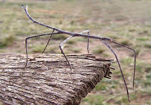 Camuflagem e mimetismo: diferenças, o que são.