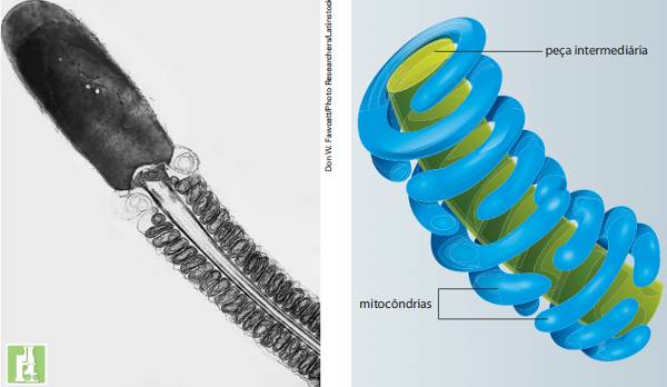 espermatozoides de mamíferos