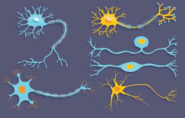 Neurônio: estrutura, função e classificação