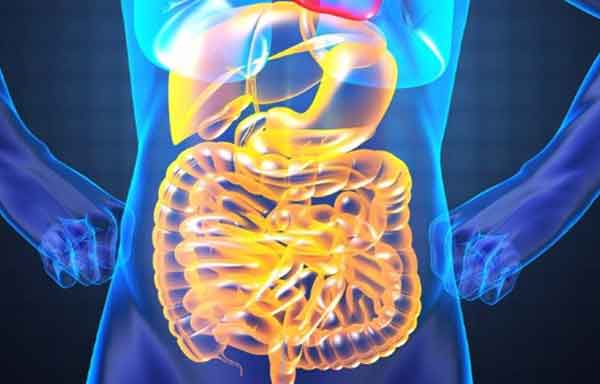 Foto de Cavidade Abdominal: anatomia, órgãos, resumo