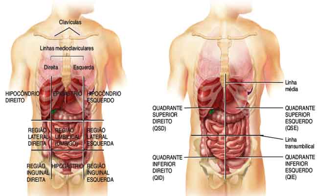 cavidade Abdominal