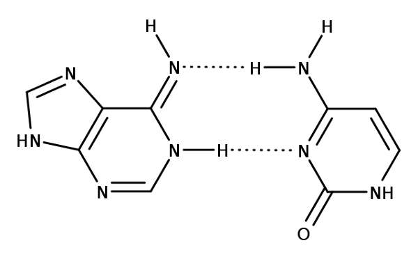 As Bases Nitrogenadas – nucleotídeos