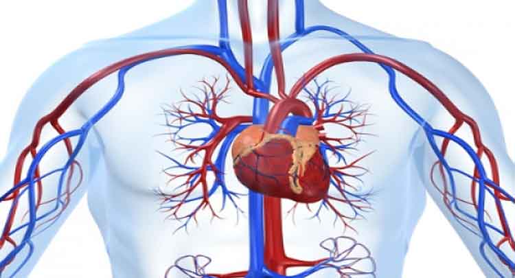 Sistema Circulatório: Características, fisiologia, anatomia – Resumo