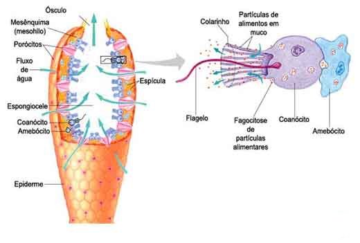 Filo dos Poríferos características e fisiologia - Resumo